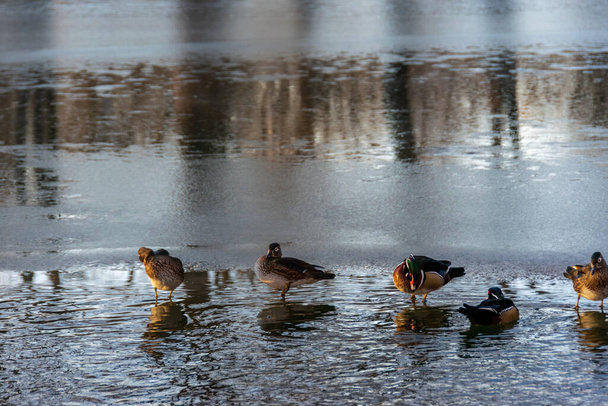 Ducks sitting on a frozen lake in the winter season - Photo, Image