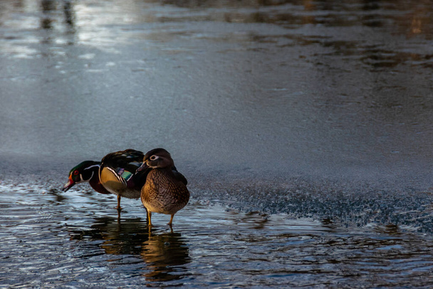 Kachny sedí na zamrzlém jezeře v zimní sezóně - Fotografie, Obrázek