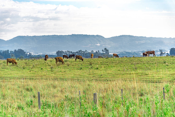 Ochsen und Kühe auf einem Bauernhof in Brasilien. Nutztiere. Ländliche Landschaft und Tierernährung. Rinder auf einem Grenzbauernhof zu Uruguay. Umfangreiches Schaffen. - Foto, Bild