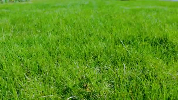 Prachtig uitzicht op de voortuin van privé tuin. Groene gras gazon. Prachtige achtergronden. - Video