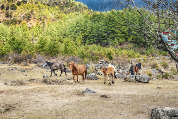 Herd of horses on the way to Taktshang Goemba(Tiger's Nest Monastery), the most famous Monastery in Bhutan, in a mountain cliff, Himalayas - Photo, Image