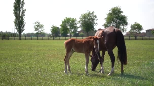 緑の牧草地での子馬と母親。スローモーションスムーズなドリー - 映像、動画