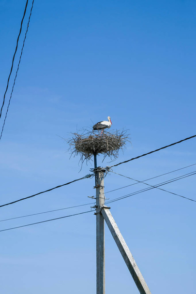 Weißstorch (Ciconia ciconia) steht im Nest. Das Vogelnest ist auf einem Strommast gebaut. Elektrische Drähte durchqueren den Himmel. Vertikales Bild. Kopierraum. - Foto, Bild