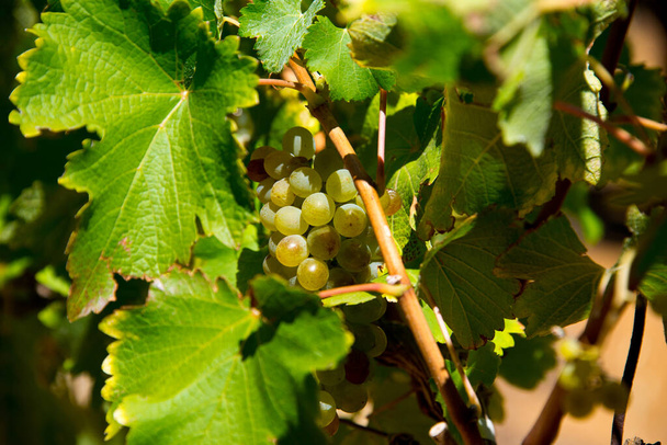 стиглий білий виноград і листя на лозі до збору врожаю, виноградник в Південній Африці
 - Фото, зображення