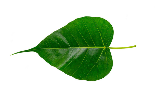 Green bothi leaf (Pho leaf, bo leaf) isolated on white background - Photo, Image