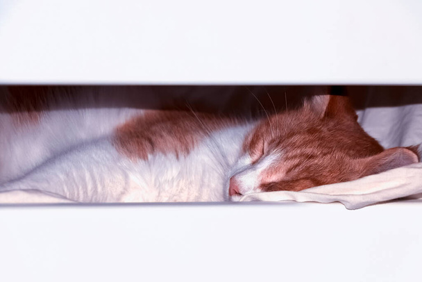 Кіт солодко спить на ліжку хостелу
. - Фото, зображення