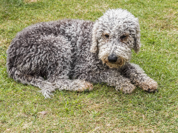 Bedlington terrieri koirarotu leikkaamaton rentouttaa ruoho
 - Valokuva, kuva