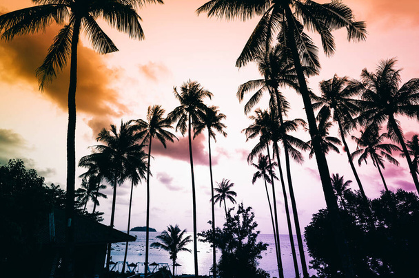 Silhouette tropical palm tree with sun light on sunset sky. Summer vacation and nature travel adventure concept. Coconut palm trees against colorful sunset - Photo, Image