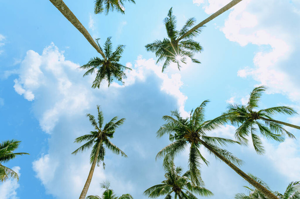 Tropical palm tree with sun light on blue sky. Summer vacation and nature travel adventure concept. Coconut palm trees . - Photo, Image
