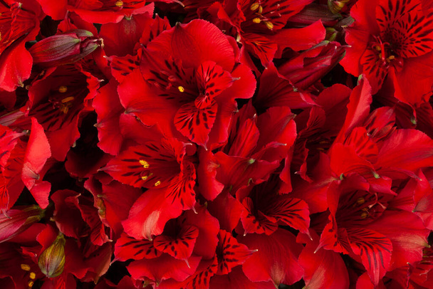 Bright floral composition of natural fresh dark alstroemeria in a dark red color. - Fotografie, Obrázek
