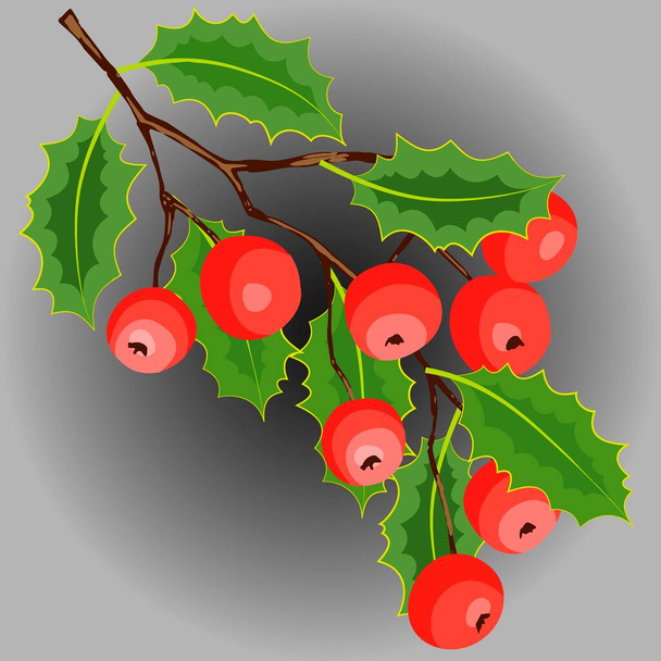 векторная падуба, ветка с ягодами и листьями. Рождество, символ празднования Нового года
  - Вектор,изображение