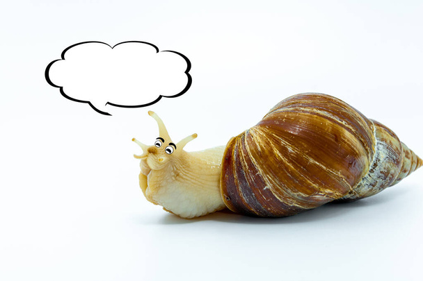Funny snail is smiling and thinks, are drawn the emotions of eyes and eyebrows. copy space. - Foto, Imagen