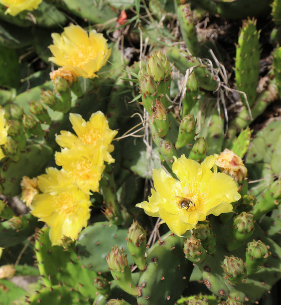 żółte kwiaty kaktusa, które następnie stają się soczyste owoce zwane kłujące gruszki - Zdjęcie, obraz