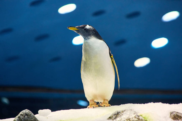 Большие красивые королевские пингвины в аквариумном зоопарке
 - Фото, изображение