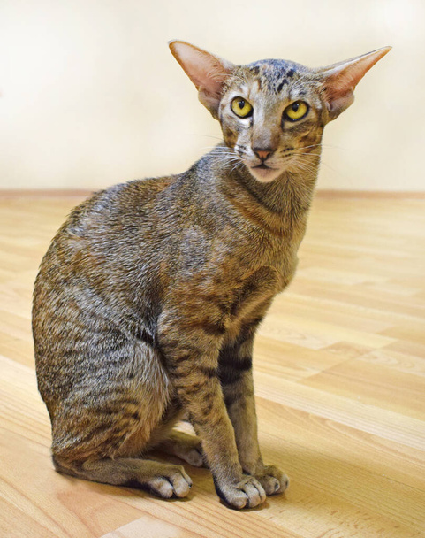 Gray-brown striped oriental cat with light yellow-green eyes sits on a beige floor. Photo of shorthair, long, eared and thoroughbred animal. Cute pet. - Photo, Image
