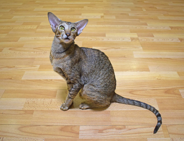 Γκρι-καφέ ριγέ ανατολίτικη γάτα με ανοιχτά κίτρινα-πράσινα μάτια κάθεται σε ένα μπεζ πάτωμα. Φωτογραφία από κοντό αέρα, μακρύ, με αυτιά και καθαρόαιμο ζώο. Γλυκό κατοικίδιο. - Φωτογραφία, εικόνα