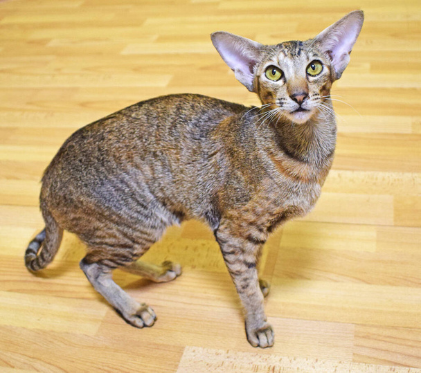 Gris-marrón rayas oriental gato con luz amarillo-verde ojos está de pie en un beige piso. Foto de taquigrafía, animal largo, de orejas y pura sangre. Linda mascota
. - Foto, imagen