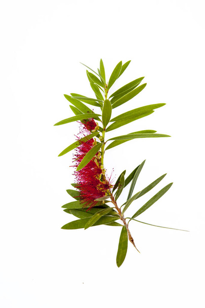 Close-up view of a calistemon flower - bottlebrush plant: Red flower with numerous anthers and some leaves. Isolated on white background - Photo, Image