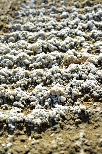 Corteza de suelo salado causada por la lixiviación en el campo
 - Foto, Imagen