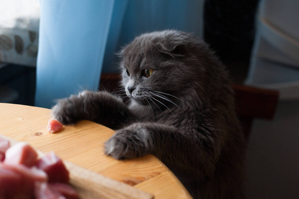 Серый кот положил лапы на стол. Кот ворует мясо. Cat 's face above the table
 - Фото, изображение