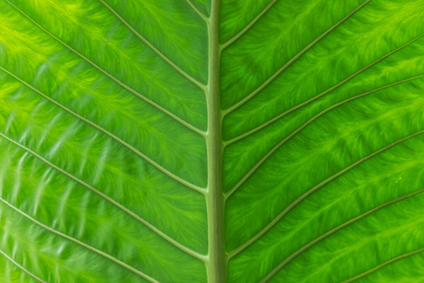 Detailed pattern and green leaf background, Leafy Elephant ear in a garden. - Fotó, kép