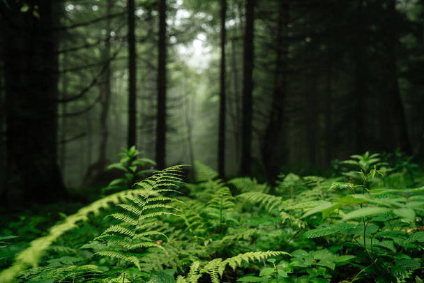 Forest landscape. Dark thicket and dense green fern in the forest after rain with fog and trees. The surrounding nature in the forest and tranquility. - Photo, Image