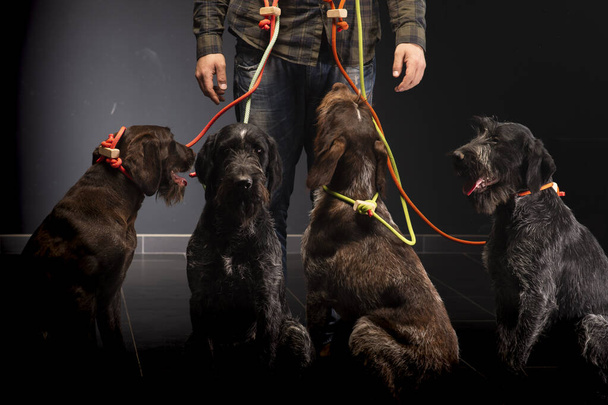 German wirehaired pointer and his trainer in studio on a black background - Photo, Image