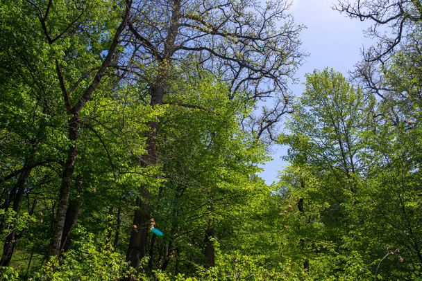 Árboles en el bosque - Foto, Imagen