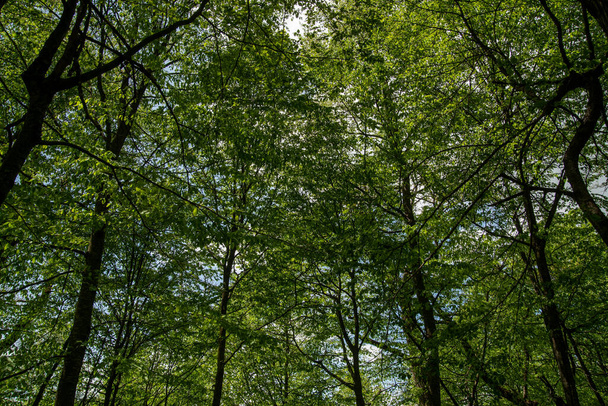 Fák az erdőben - Fotó, kép