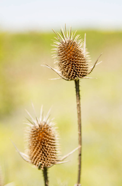 Dried Thistle.Brown thorny big thistle in the field. - Photo, Image