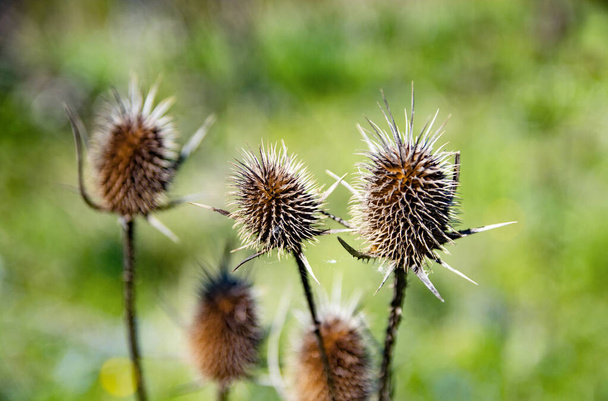 Dried Thistle.Brown thorny big thistle in the field. - Photo, Image
