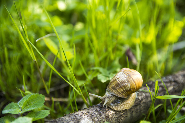 Macro photography of a snail on a tree branch snail on the leaf.snail on the leaf. - Photo, Image