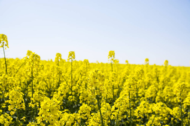 Campo de colza amarillo y cielo azul. Agricultura
. - Foto, imagen