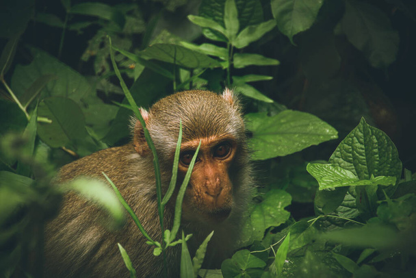 Кінематографічна фотографія макаки, яка ховається серед густого листя лісу в національному парку Ке-Уган у Фонга - нья (В "єтнам). - Фото, зображення
