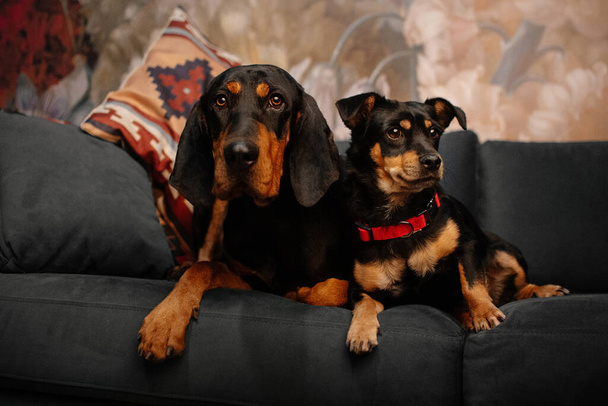 two mixed breed dogs lying down on a sofa together - Fotó, kép