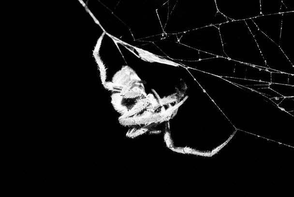 паук из Австралии "Охотник-паук" на мокрой паутине
 - Фото, изображение