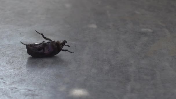 Escarabajo insecto que cayó en su espalda luchando para voltear hacia arriba. Ningún insecto resultó herido haciendo este video
! - Metraje, vídeo