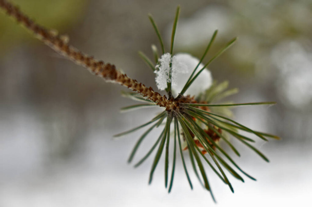 ялинові гілки з шишками на снігу
 - Фото, зображення