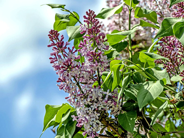 beautiful bright blooming lilac on the branches in spring - 写真・画像