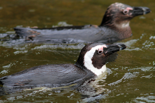 Humboldt Penguin (Spheniscus humboldti) - Zdjęcie, obraz
