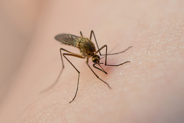 Комарі їдять кров на шкірі людини. Концепція кровососу комах поширена навесні і влітку. Макро фотографії
. - Фото, зображення