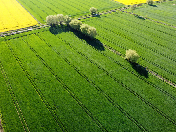 Groene velden in Zulawy Wislane, Polen - Foto, afbeelding