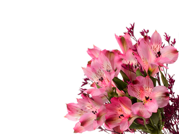 alstroemeria çiçek - Fotoğraf, Görsel