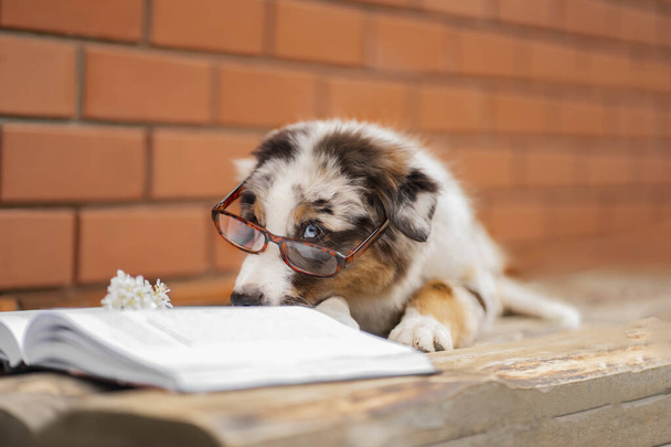 An Australian Shepherd puppy with glasses lies on the wooden floor and looks at a book - Φωτογραφία, εικόνα