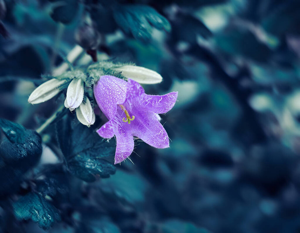 Tiro violeta roxo de uma flor azul. Uma bela Campanula roxa floresceu no jardim. Verde isolado desfocado. Em gotas de orvalho após a chuva
. - Foto, Imagem