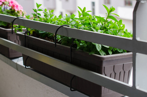 Fresh mint growing on balcony. Flower pots attached to railing of balcony. Cozy summer terrace with many potted plants. - Photo, Image