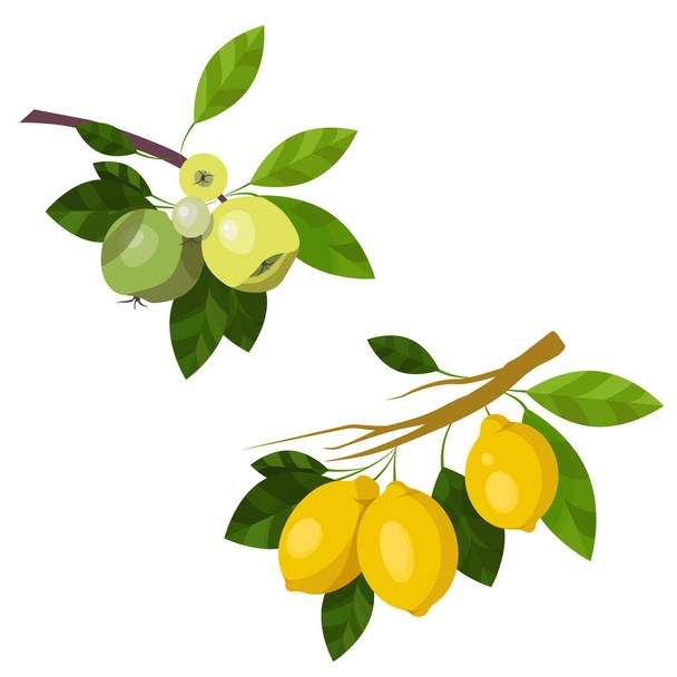 Illustration branch green apples and yellow lemons, fruits and leaves isolated on a white background. - Vector, Image
