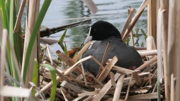 Schwarzwasserhühner auf einem Nest mit Küken 2020 Blässhuhn - Filmmaterial, Video