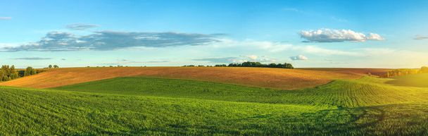 зеленое сельскохозяйственное поле молодой пшеницы на частной сельскохозяйственной земле с деревьями на горизонте
 - Фото, изображение