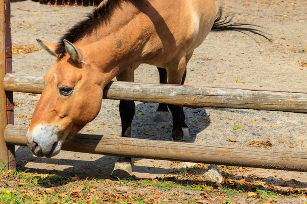Przewalski cheval sauvage dans un enclos. Le cheval de Przewalski (Equus przewalskii ou Equus ferus przewalskii) également appelé cheval sauvage mongol, est un cheval rare et en voie de disparition. - Photo, image